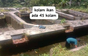 Di Juall Tanah Kebun Dan Kolam Ikan Murah Surat SHM