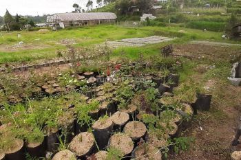 Dijual Tanah di Cihideung Lembang Cocok untuk Cluster atau Usaha Kebun Bunga