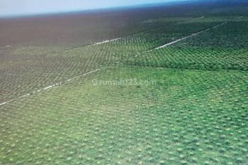 Kebon Kelapa sawit di Kab.Banjar