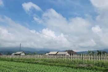 Tanah view hamparan sawah di desa mayungan Bedugul