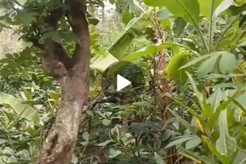 Dijual tanah kebun ada rumah tinggal view pegunungan Wonosalam, Jombang