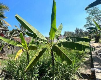 Kavling Lokasi Strategis Pinggir Jalan Raya Besar @Desa Wringin Kidul, Sleman