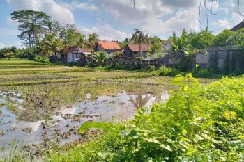 Disewakan tanah murah kabe kabe tabanan