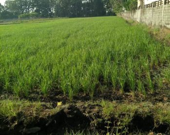 Call/Wa 0878-3646-0238, Sawah Untuk Dijual di Sawit Boyolali, Sawah Untuk Dijual