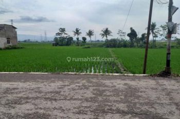 Tanah Sawah Luas Lokasi Strategis Cocok Untuk Investasi