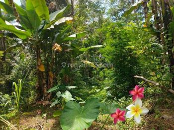 Jtu 1140, Tanah 20 Are View Tebing di Tegallalang Bali Cocok Vila