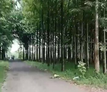 Tanah Kavling di Cibedug Ciawi Bogor 2.000 m² Kawasan Villa