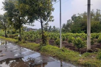 TANAH LOKASI DEKAT JALAN RAYA DEDGAN VIEW PEGUNUNGAN DI MALANG