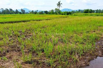 Tanah Sawah Sangat Luas Murah Menguntungkan