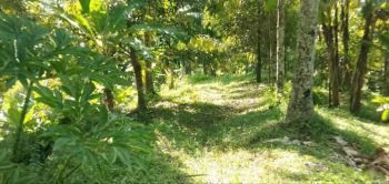 Dijual Tanah Kebun Durian Murah Di Jembrana Bali