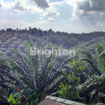Tanah luas dengan sawit siap panen