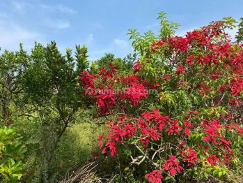 Dijual Tanah Siap Bangun Mainroad Setiabudi Bandung