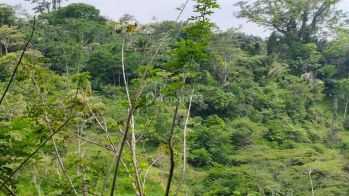 Dijual Tanah di Ubud view lembah Hutan dan sungai