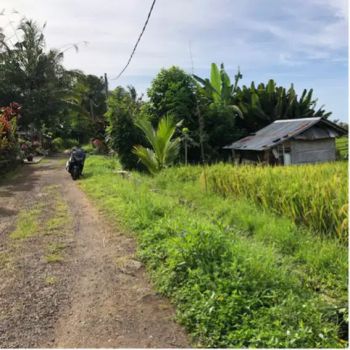 Tanah murah view sawah ,Gunung Dan laut