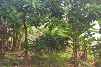 Kavling Kavling DKI, Meruya Utara Kemabangan, Jakarta Barat