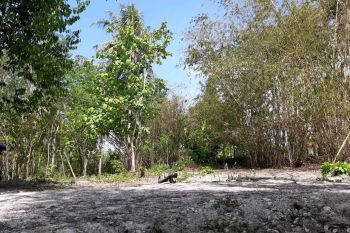 DI JUAL CEPAT LAHAN PEKARANGAN 845 BANTUL