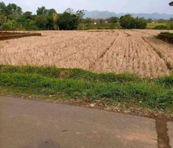 Sale Tanah: Tanah Sawah