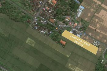 DISEWAKAN TANAH SAWAH 45 ARE DI PANGKUNG TIBAH, KEDIRI, TABANAN