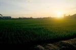 thumbnail-disewakan-tanah-sawah-45-are-di-pangkung-tibah-kediri-tabanan-4