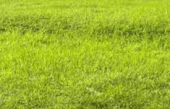 Murah Poll, Tanah Urug, Raya Pacing, Bangsal, Mojokerto