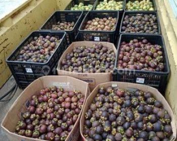 Dijual Tanah Perkebunan Seluas 24 Ha di Daerah Jonggol, Gunung Batu, Bogor