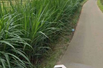 Lahan Murah Nongkojajar Pasuruan