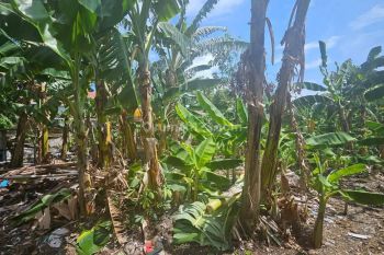 Tanah Jogja, Dekat Umy, Kawasan Residensial Baru Bantul