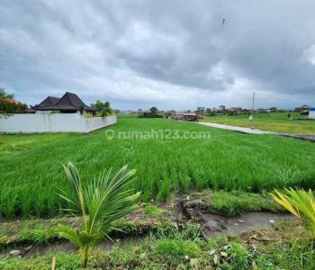 Tanah di Jln Munduk melan seseh 21 are SHM