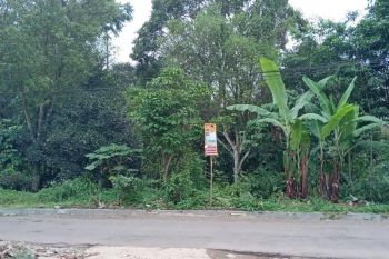 Jual Murah Tanah Kebun Cengkeh dan Manggis Pinggir Jalan di Purwakarta