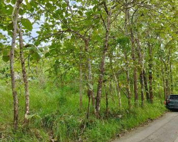 Dijual Tanah pekarangan di Bantul, cocok untuk invest / kapling