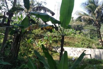 TANAH BERIKUT KOLAM IKAN LOKASI CIBALONG TASIKMALAYA BISA UNTUK BISNIS WISATA