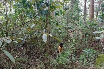 Murah.. Dijual Tanah Kebun Duren Di Malang Tajinan.