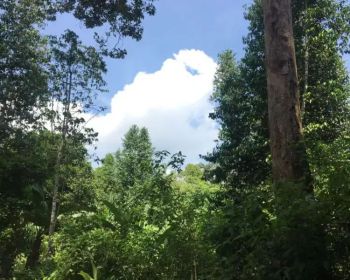 Sell Tanah: Jual tanah/kebon