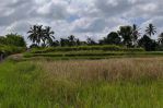 thumbnail-tanah-tegallalang-dekat-rice-terrace-dijualdisewa-12