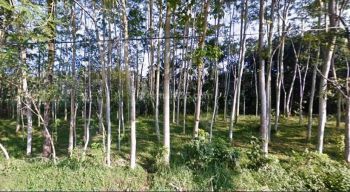 Tanah perkebunan luas di Gunung Jati Jabung Malang