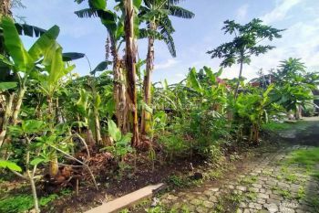 Tanah Lokasi Strategis Disewakan, Area Ubung