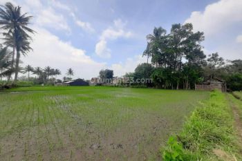 Lahan Sawah Murah Malang di Sidorejo Jabung Dijual Cepat B.u Poll