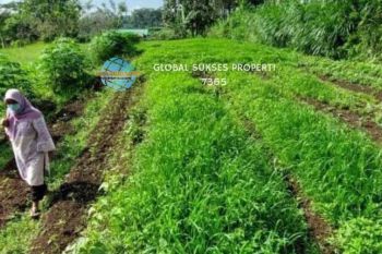 Tanah Tepi Jalan Raya Aspal Strategis Utk Inves Dan Usaha Di Kota Batu