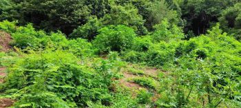 Di jual tanah di gorontalo view laut dekat dengan viile italia