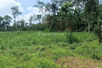 Tanah Kebun Pohon Durian Murah di Malang