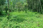 thumbnail-tanah-kebun-pohon-durian-murah-di-malang-1
