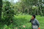 thumbnail-tanah-kebun-pohon-durian-murah-di-malang-4