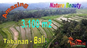 Strategis 31 Are View Cantik Dekat Air Terjun Singsing di Pupuan