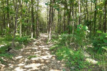 Dijual Lahan 125 Ha Lokasi Gunung Goong Kecamatan Loji Karawang