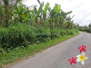 Jtu 686, Tanah di Payangan View Tebing Luas 117 Are Cocok Invest