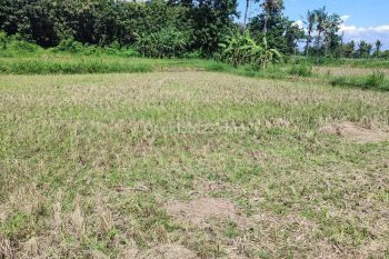 Tanah pertanian 25ha disewakan di Situbondo