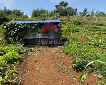 Tanah  Ciburuy Desa Nengkelan pasir jambu ciwidey
