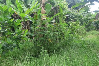 Lokasi 1 menit Balaidesa Coprayan Buaran Pekalongan, Sertifikat SHM Siap Balik