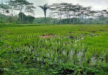 Tanah Sewa Dengan Pemandangan Rice Terrace di Ubud bali