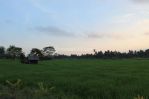 thumbnail-tanah-sewa-dengan-pemandangan-rice-terrace-di-ubud-bali-2